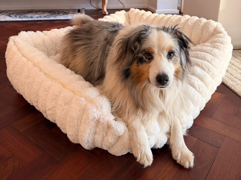 Dog resting in Martha’s cream fluffy raised-side bed at home